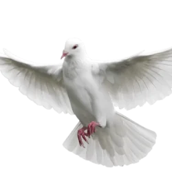 Vida en Cristo